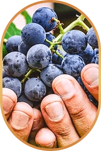 Resveratrol: Named only by this file