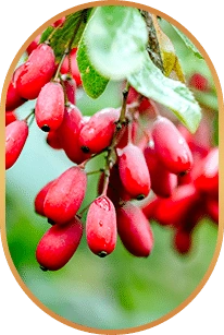Berberine: Barberry fruit