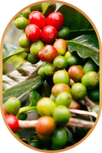 Chlorogenic acid: Named only by this file